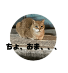 猫吾郎（個別スタンプ：13）