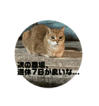猫吾郎（個別スタンプ：14）
