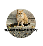 猫吾郎（個別スタンプ：15）