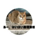 猫吾郎（個別スタンプ：16）