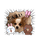パピヨンのぴのちゃんのスタンプ6♡（個別スタンプ：6）