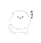 ポメラニアンのしろ（個別スタンプ：2）