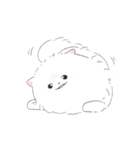 ポメラニアンのしろ（個別スタンプ：4）