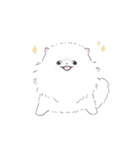 ポメラニアンのしろ（個別スタンプ：9）