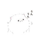 ポメラニアンのしろ（個別スタンプ：20）
