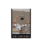 MAKOTOさん家の文鳥4（個別スタンプ：1）