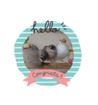 MAKOTOさん家の文鳥4（個別スタンプ：2）