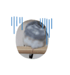 MAKOTOさん家の文鳥4（個別スタンプ：3）