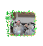 MAKOTOさん家の文鳥4（個別スタンプ：4）
