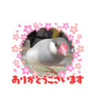 MAKOTOさん家の文鳥4（個別スタンプ：5）