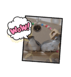 MAKOTOさん家の文鳥4（個別スタンプ：6）