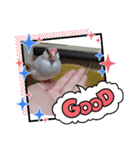 MAKOTOさん家の文鳥4（個別スタンプ：7）
