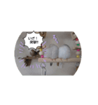MAKOTOさん家の文鳥4（個別スタンプ：8）