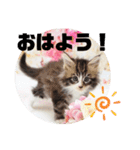 日常使いのメインクーンスタンプ（個別スタンプ：1）