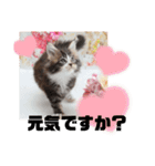 日常使いのメインクーンスタンプ（個別スタンプ：4）