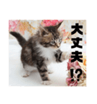 日常使いのメインクーンスタンプ（個別スタンプ：5）
