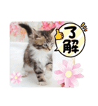 日常使いのメインクーンスタンプ（個別スタンプ：6）