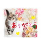 日常使いのメインクーンスタンプ（個別スタンプ：7）