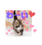 日常使いのメインクーンスタンプ（個別スタンプ：8）