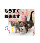 日常使いのメインクーンスタンプ（個別スタンプ：9）