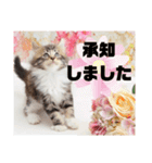 日常使いのメインクーンスタンプ（個別スタンプ：10）