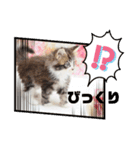 日常使いのメインクーンスタンプ（個別スタンプ：12）