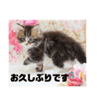 日常使いのメインクーンスタンプ（個別スタンプ：13）