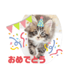 日常使いのメインクーンスタンプ（個別スタンプ：14）