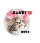 日常使いのメインクーンスタンプ（個別スタンプ：15）