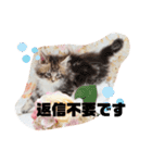日常使いのメインクーンスタンプ（個別スタンプ：16）