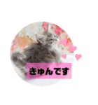 日常使いのメインクーンスタンプ（個別スタンプ：18）