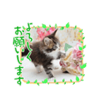 日常使いのメインクーンスタンプ（個別スタンプ：19）