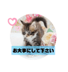 日常使いのメインクーンスタンプ（個別スタンプ：21）