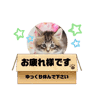 日常使いのメインクーンスタンプ（個別スタンプ：22）