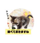 日常使いのメインクーンスタンプ（個別スタンプ：23）
