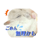 「ハムスター」きなこたん（個別スタンプ：9）