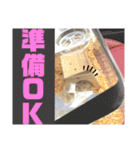 「ハムスター」きなこたん（個別スタンプ：10）