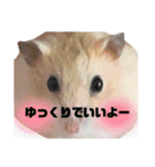 「ハムスター」きなこたん（個別スタンプ：12）