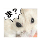 「ハムスター」きなこたん（個別スタンプ：14）