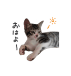 はなちゃん(2)（個別スタンプ：1）