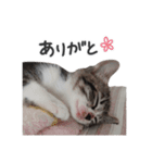 はなちゃん(2)（個別スタンプ：5）