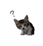 はなちゃん(2)（個別スタンプ：17）