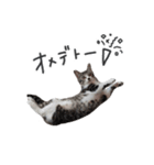 はなちゃん(2)（個別スタンプ：22）