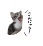 はなちゃん(2)（個別スタンプ：23）