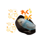 セキセイインコのミィちゃん♡♪2☆（個別スタンプ：3）