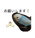 セキセイインコのミィちゃん♡♪2☆（個別スタンプ：5）