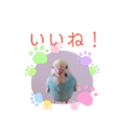 セキセイインコのミィちゃん♡♪2☆（個別スタンプ：8）