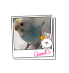 セキセイインコのミィちゃん♡♪2☆（個別スタンプ：9）
