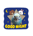 セキセイインコのミィちゃん♡♪2☆（個別スタンプ：11）