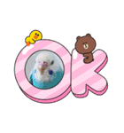 セキセイインコのミィちゃん♡♪2☆（個別スタンプ：12）